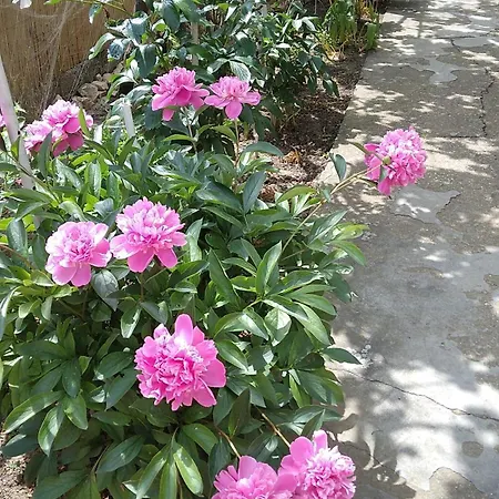 Casa Antonyo בית כפרי *